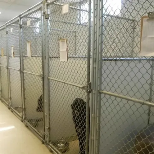 Dogs at Wheaton Animal Hospital